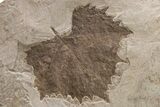 Multiple Fossil Sycamore Leaf (Platanus) Plate - Nebraska #262318-2